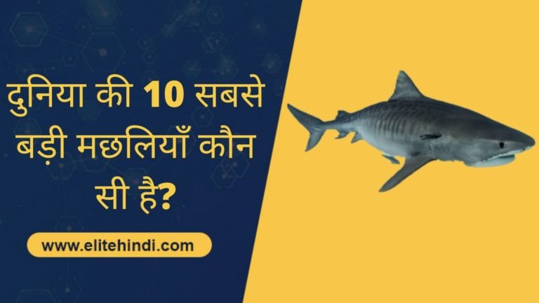 दुनिया की 10 सबसे बड़ी मछलियाँ कौन सी है
